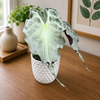 Alocasia 'Venom' - Συλλεκτική Alocasia με εντυπωσιακό φύλλωμα