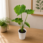Alocasia gageana „Aurea Variegata“