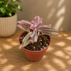 Kalanchoe 'Pink Butterfly' (Ružová matka tisícov) D8