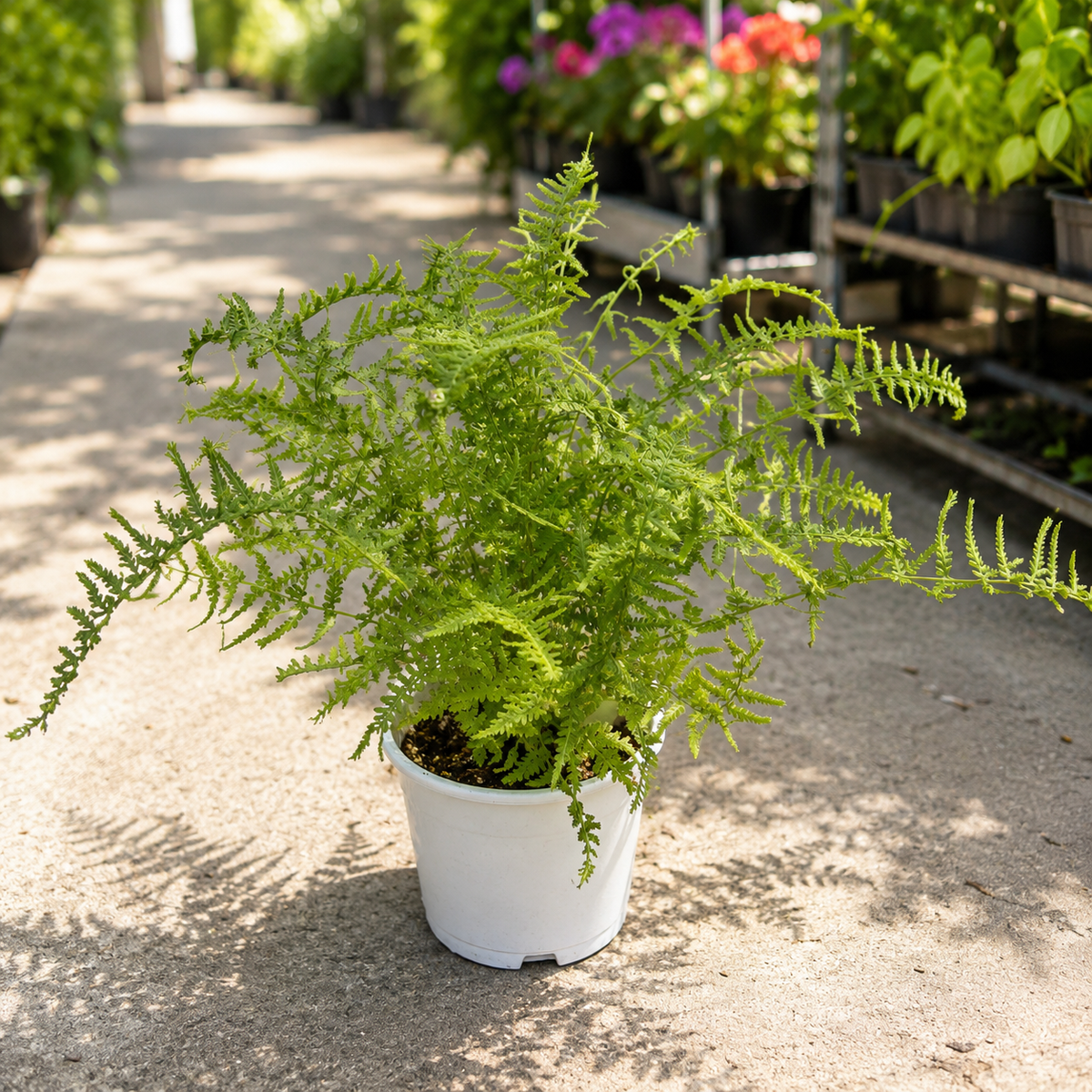 Athyrium filix-femina „Victoriae“ (Waldfrauenfarn) – Gartenfarn