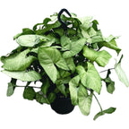 Syngonium 'White Butterfly' (exempláre XXL)