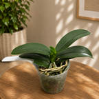 Phalaenopsis Haur Jih Fancy (пелоричен) – ароматен