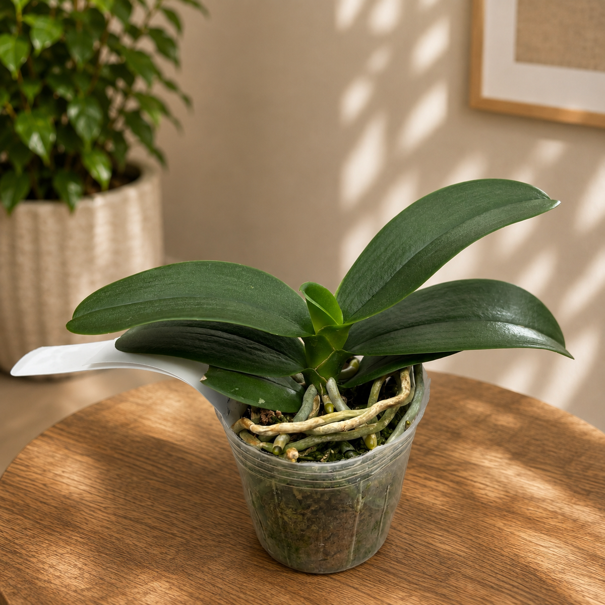 Phalaenopsis Haur Jih Fancy (пелоричен) – ароматен