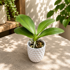Phalaenopsis (I-Hsin Venus × lueddemanniana) - fragrant