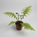 Cyathea cooperi (Australian Tree Fern) - exotic tree fern