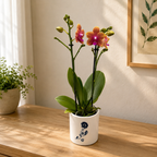 Phalaenopsis Bronze Buddha (Magisch) - geurende bloemen
