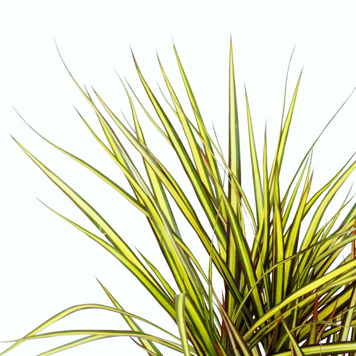 Dracaena marginata 'Sunray' D12