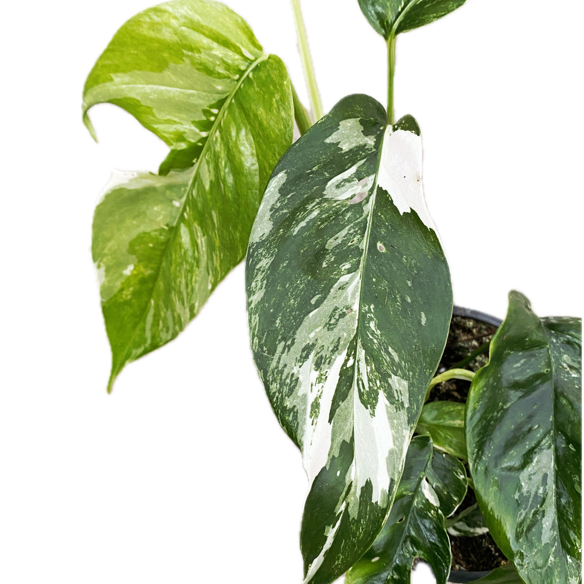 Epipremnum Pinnatum variegated 3 plants/pot