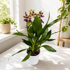 Zygopetalum Advance Australia - geurende bloemen