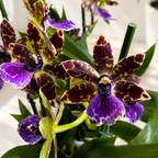 Zygopetalum Advance Australia - geurende bloemen