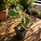 Lamai Meyer mit buntlaubigen Blättern und Früchten - Citrus 'Meyer Variegata'