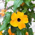 Thunbergia alata ‘Orange Eye’ (Suzana met zwarte ogen)