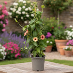 Thunbergia alata ‘African Sunset’ (Black-eyed Susan vine)