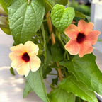 Thunbergia alata ‘African Sunset’ (Black-eyed Susan vine)