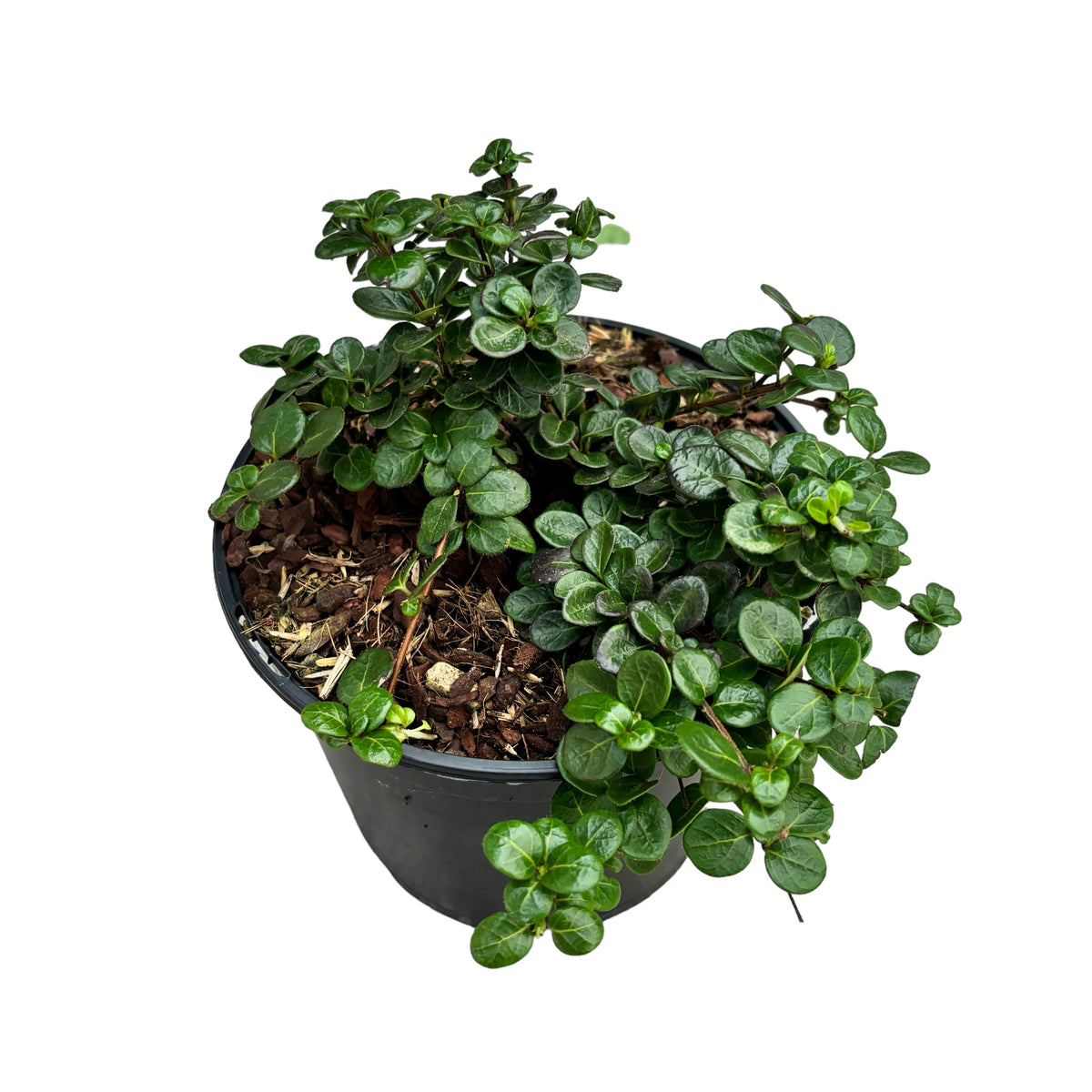 Lonicera crassifolia 'Little Honey' (Örökzöld) - Borostyánkóró