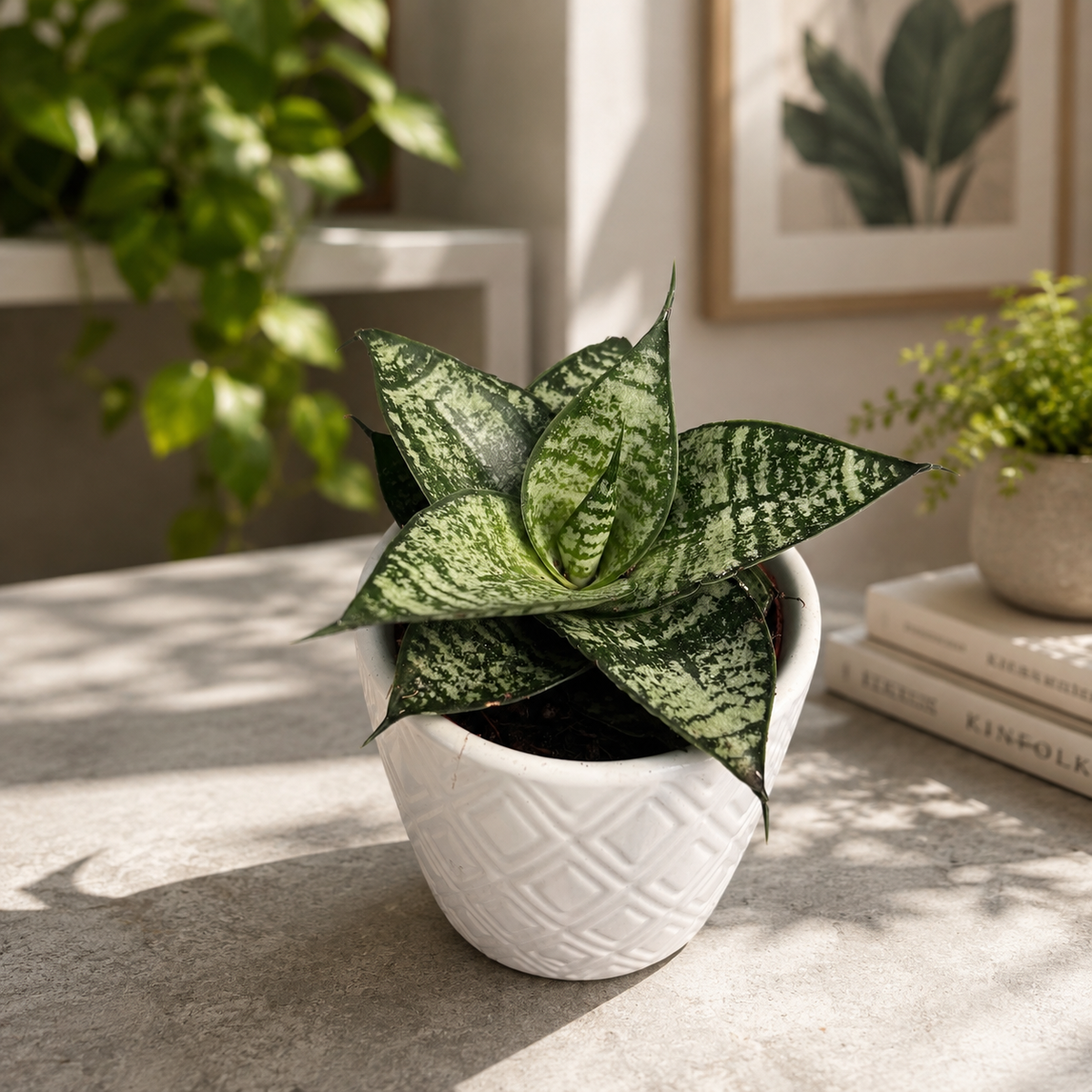 Sansevieria ‘Ehrendel’