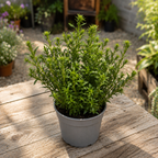Aster dumosus (Grp) ‘Alpha Dark Purple’ - dwarf aster with abundant flowering