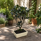 Bonsai Camellia sasanqua 'Yuletide' - Camelia de toamna in forma bonsai