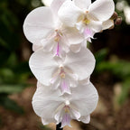 Phalaenopsis Manta Mindoro velika ustnica