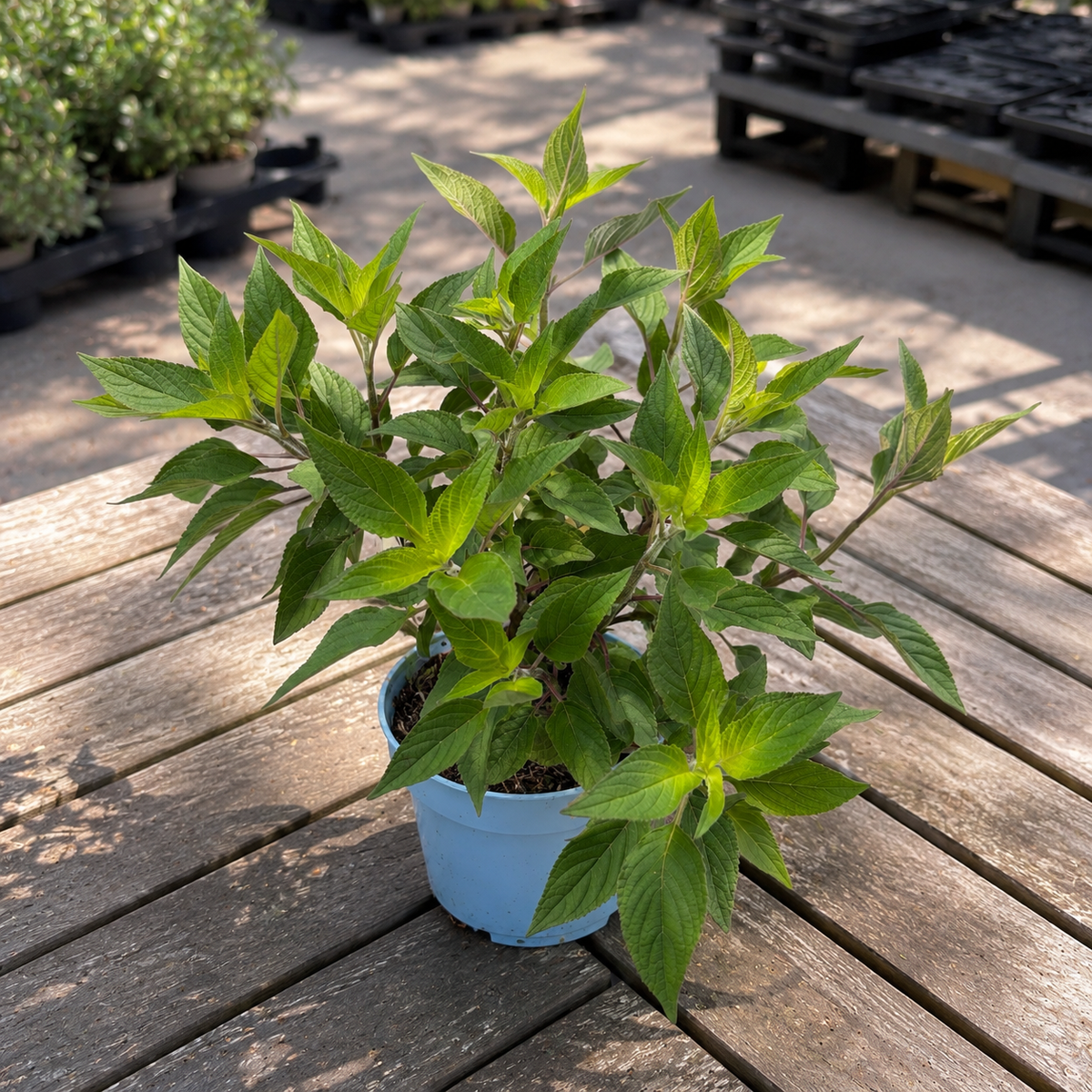 Salvia al profumo di ananas - Salvia rutilans
