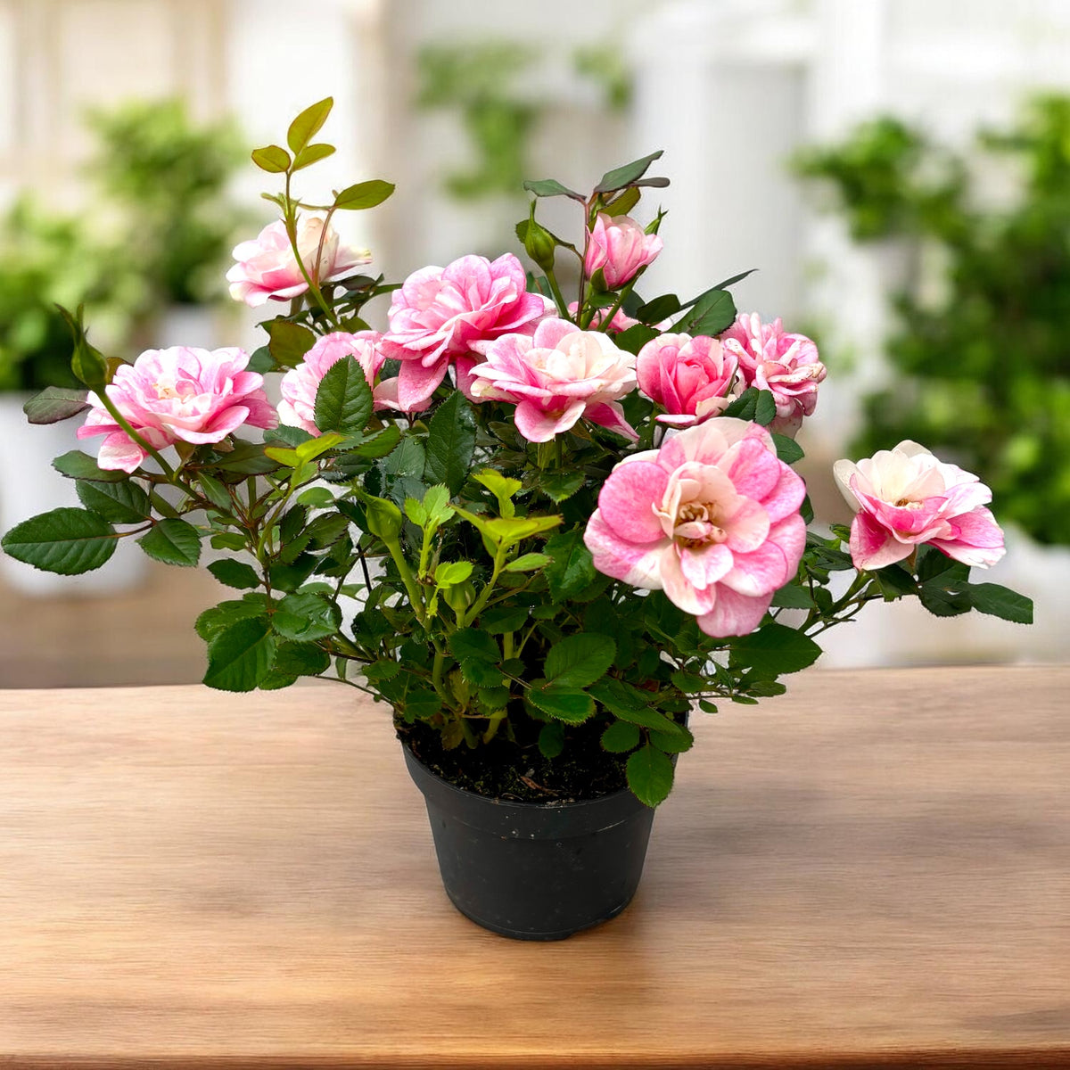 Trandafiri pitici parfumati Rosa ‘Vieve’ (alb-roz bicolor)