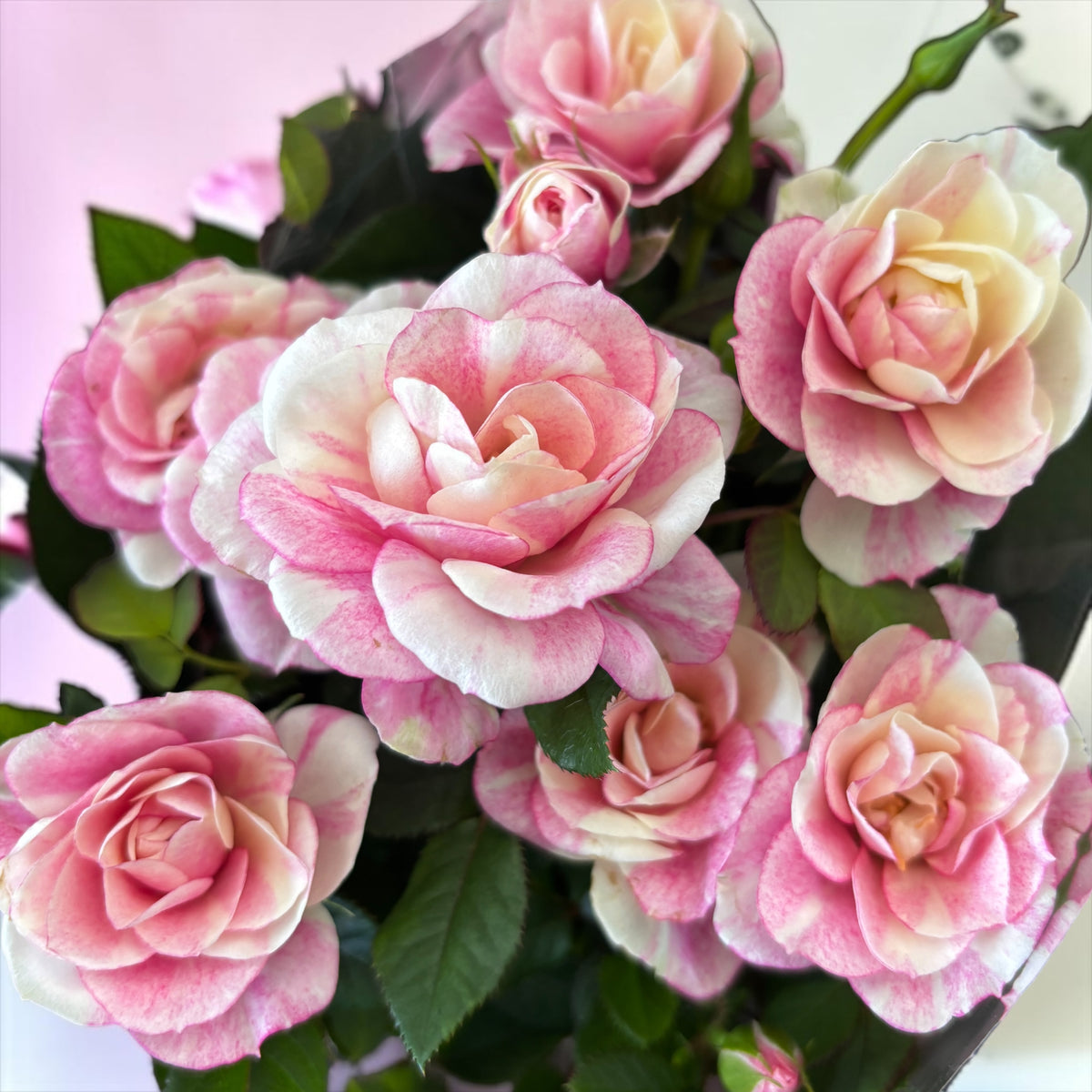 Trandafiri pitici parfumati Rosa ‘Vieve’ (alb-roz bicolor)