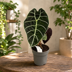 Alocasia ‘Watsoniana’ – eleganta tropicala cu frunze impozante si reflexii verzi metalice