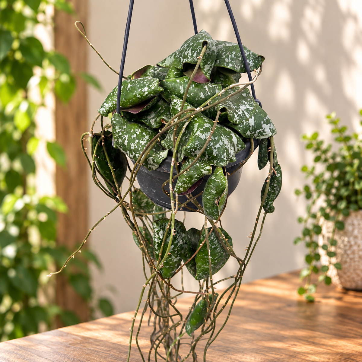 Hoya imbricata - exemplare mari, full pots