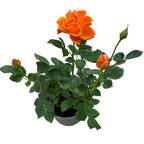Zwergorangen-Rosen für den Garten - Rosa 'Lotz of Salmon' (3 Pflanzen/Topf)