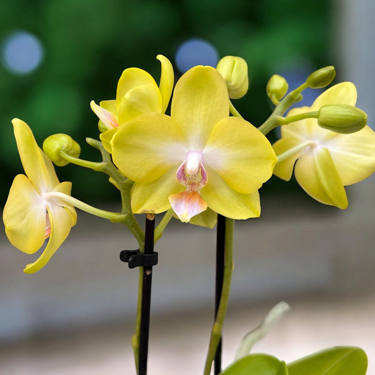 Phalaenopsis Yellow Miracle (Suzy) mirisna
