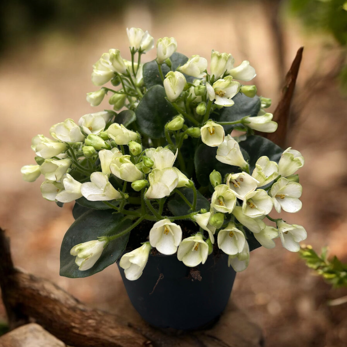 Saintpaulia ‘White Trumpet’ - special violets