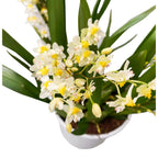 Oncidium Twinkle Pearl - intenzíven illatos virágok