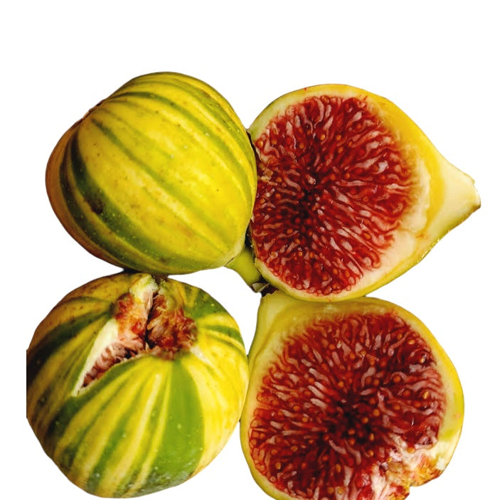 Smochin - Ficus carica 'Panache' (fructe variegate)