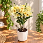 Dendrobium Yellow Magic 'Festival'