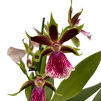 Zygolum Louisendorf 'Rhein Moonlight' (variation) - fragrant flowers