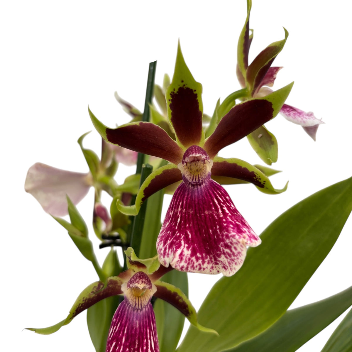 Zygolum Louisendorf 'Rhein Moonlight' (variation) - fragrant flowers
