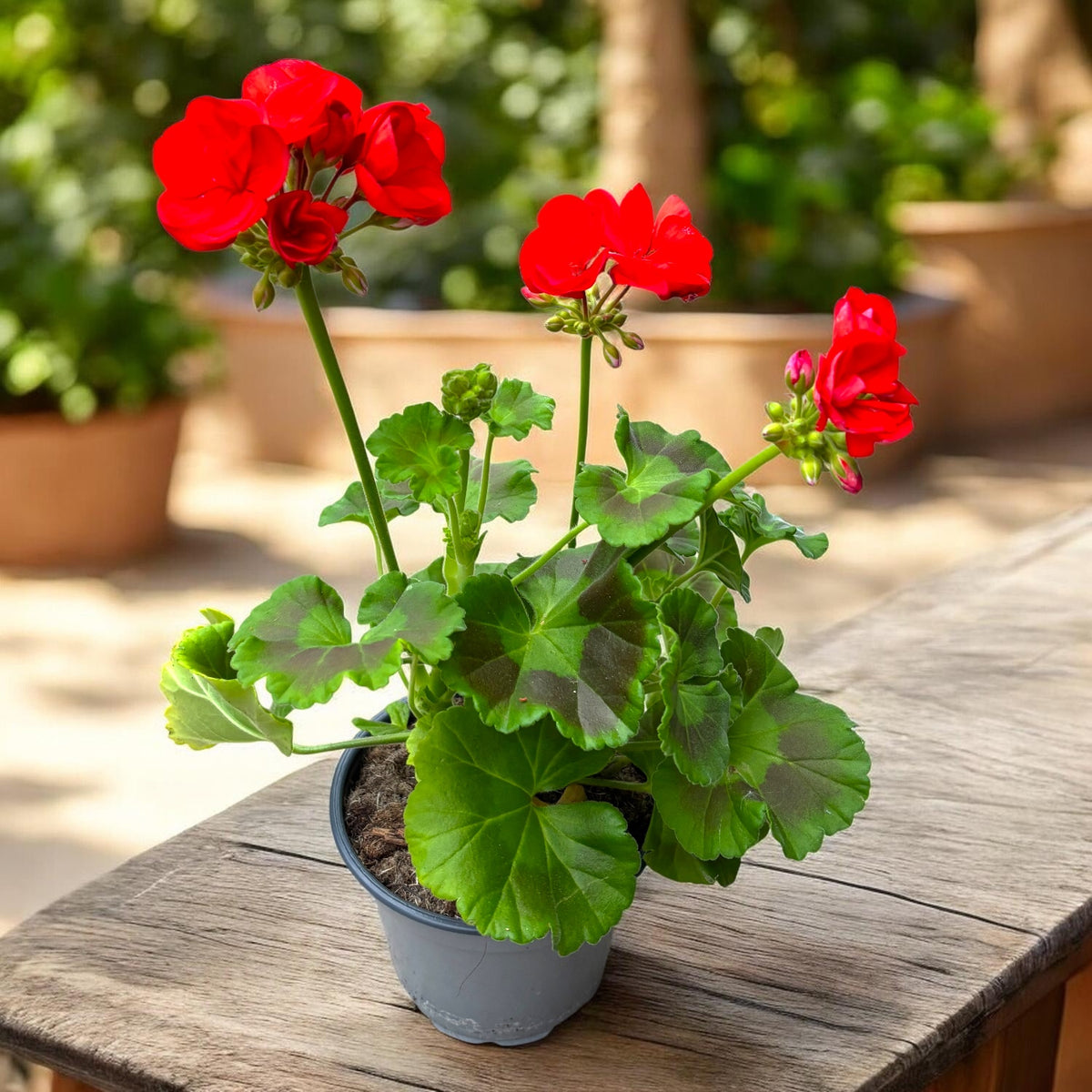 Pelargonium zonale ‘Tango Dark Red’ - kompaktní muškát s tmavě červenými květy