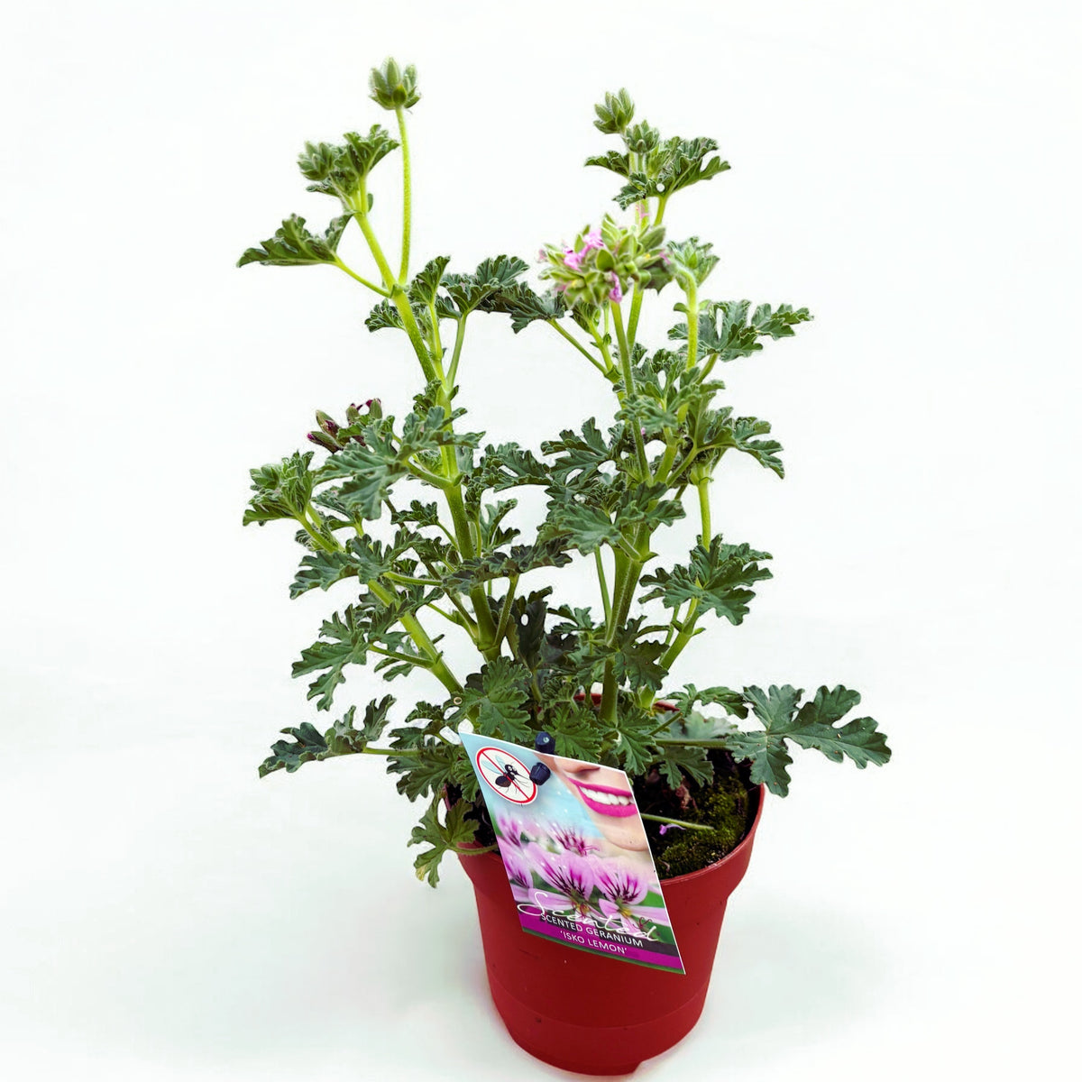 Vonné muškáty odpuzující komáry - Pelargonium (skupina Graveolens) 'Isko Lemon'