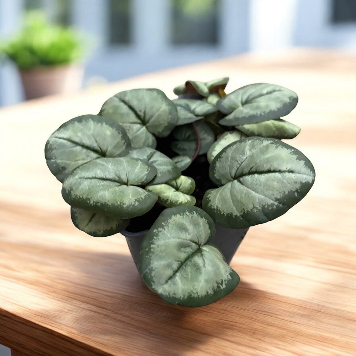 Cyclamen coum ‘Silver Leaf’ - bijuterie de iarna cu frunzis argintiu