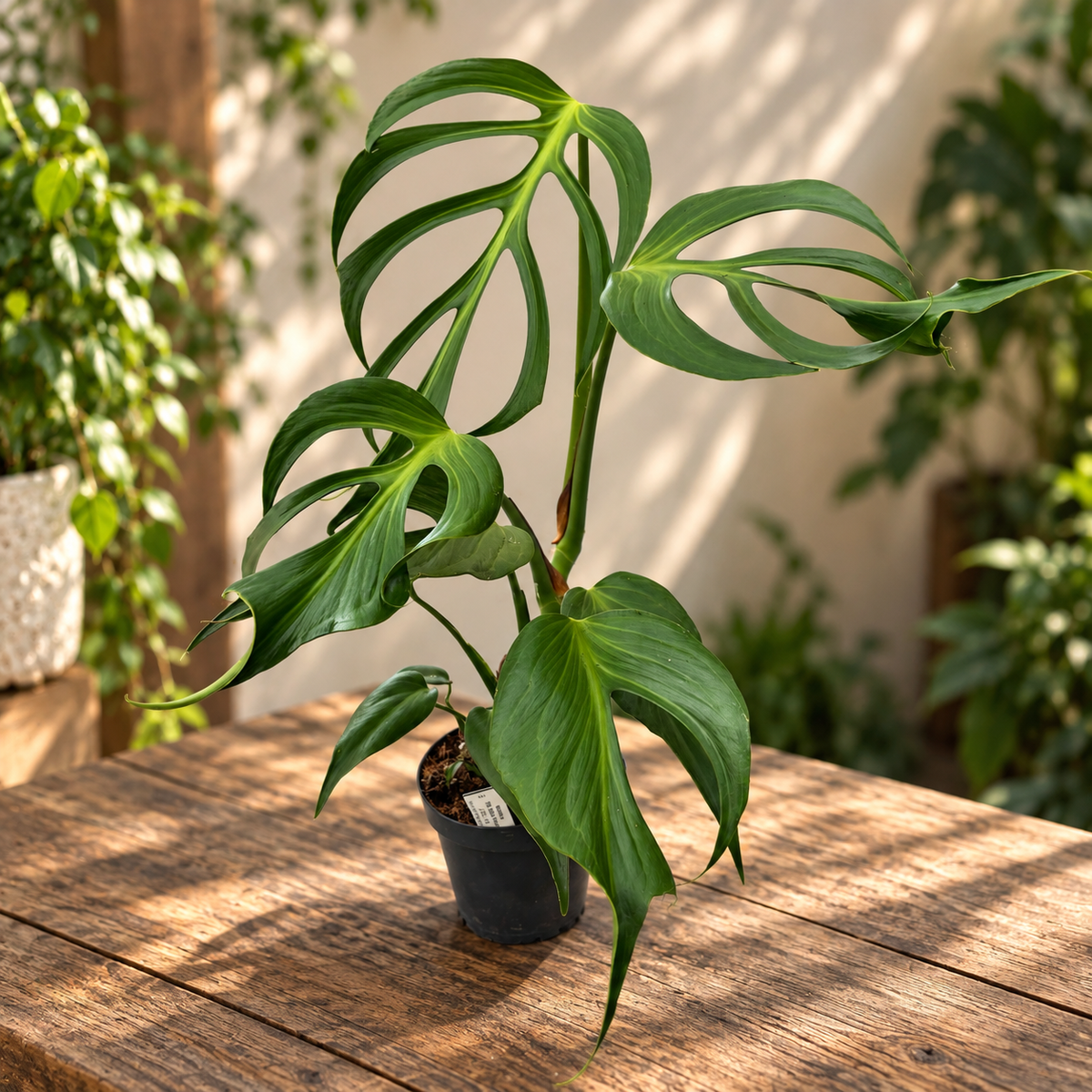 Monstera „Burle Marx Flame“ D14