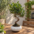 Bonsai Ficus Retusa XL (forma S)