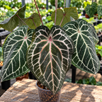 Anthurium 'Red Crystallinum' - baby plant
