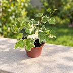 Bicolor Ivy - Hedera 'White Wonder'