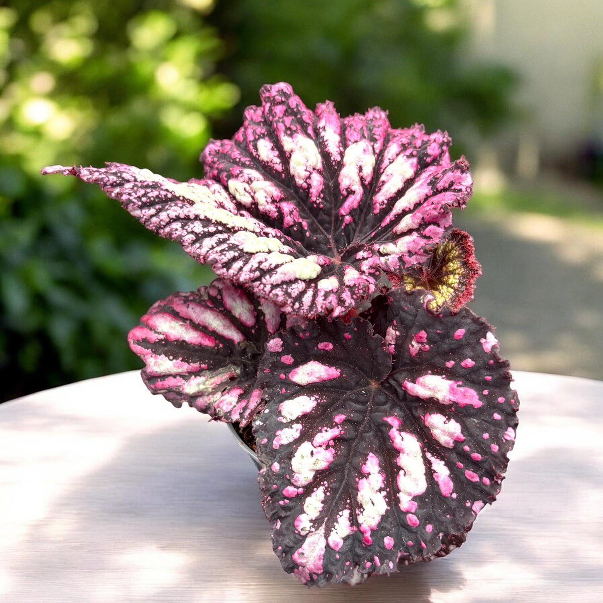 Begonia rex ‘Fireworks’ - baby plant