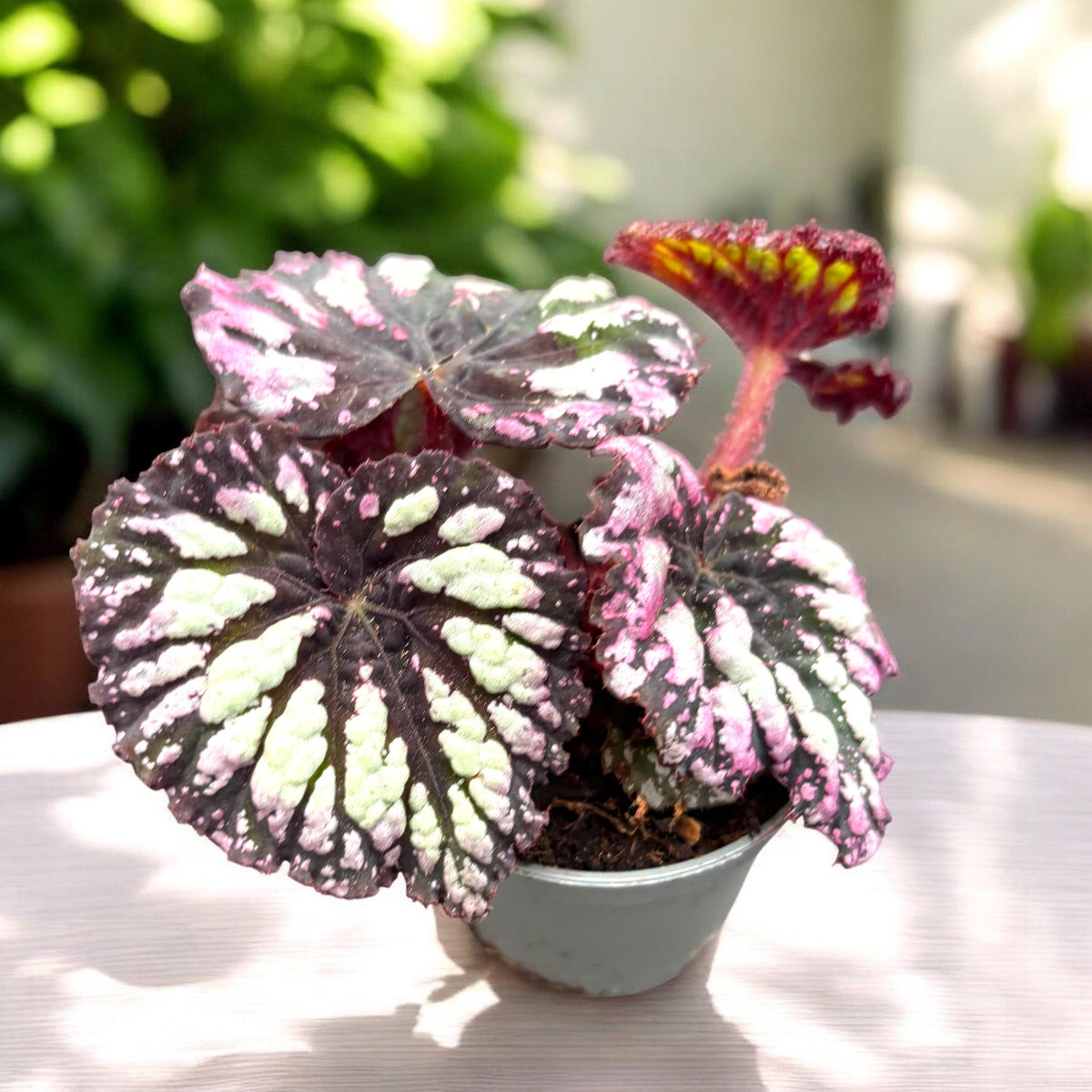 Begonia rex ‘Fireworks’ - baby plant