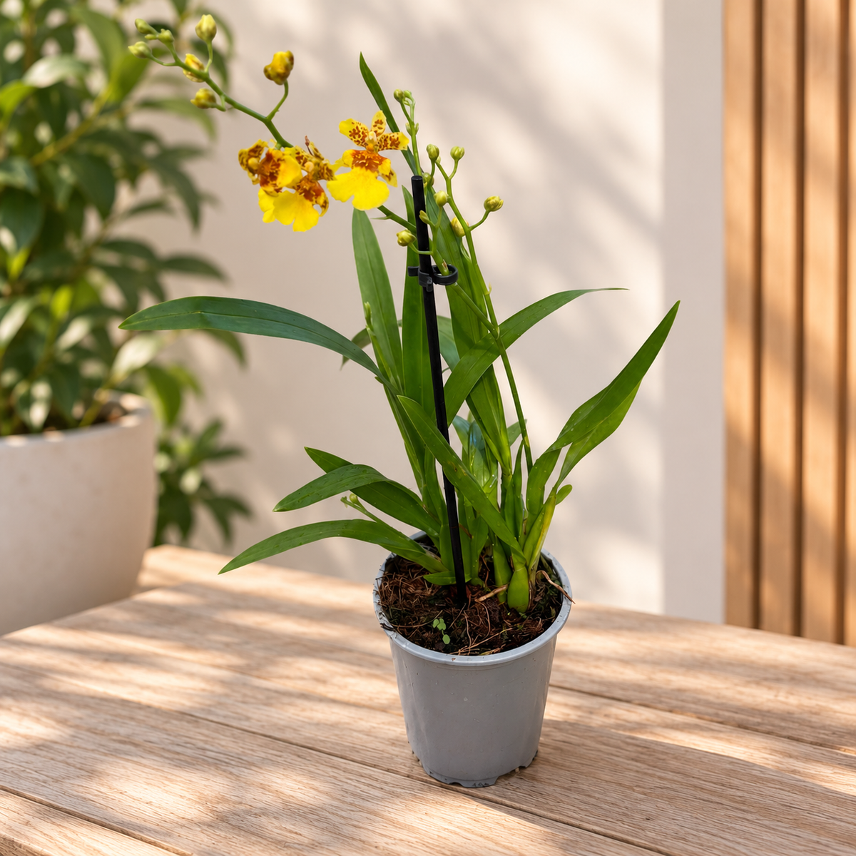 Oncidium Joost