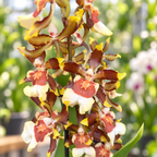 Colmanara tropic Jungle - parfumata