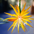 Epiphyllum Dietmar Paetz - cactus de padure cu flori galbene spectaculoase