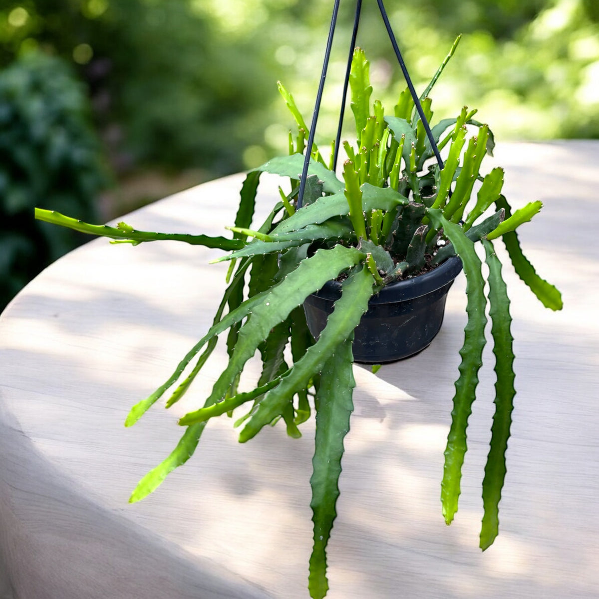 Epiphyllum Dietmar Paetz - cactus de padure cu flori galbene spectaculoase