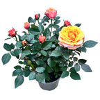 Dwarf roses Rosa ‘Firebird’ (Kordana Grande) - large and fragrant flowers